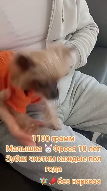 Йорк Фрося 1100 грамм счастья, 10 лет, чистим зубки много раз