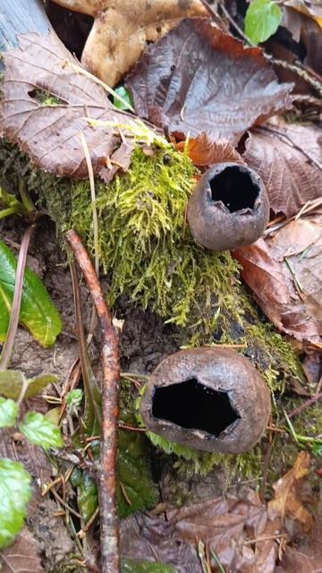 Урнула бокаловидная.mp4