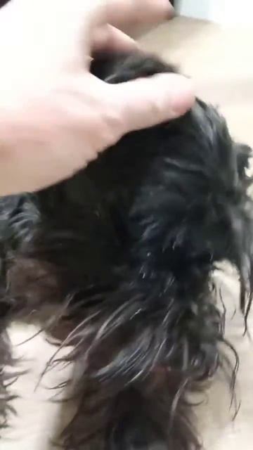 Биверйорк Тимоша год и два месяца, чистили зубки в первый раз. И  Цвергшнауцер Ёлка