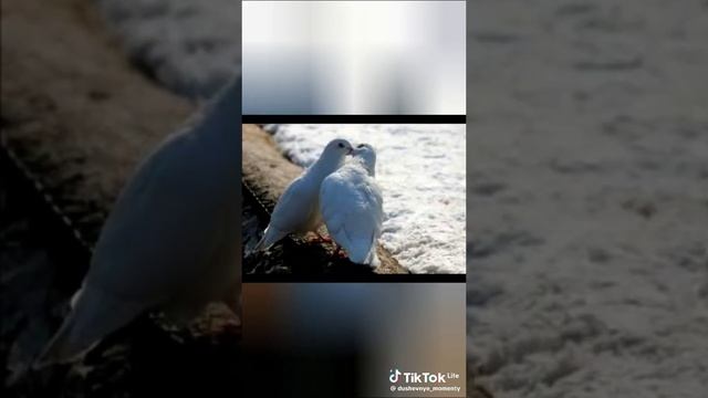 e1947ce7372b760dcb71a9d31689f532_1776148586824.mp4