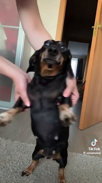 такса танцует