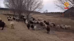 Республика 16.04.2026 на чувашском языке. Вечерний выпуск