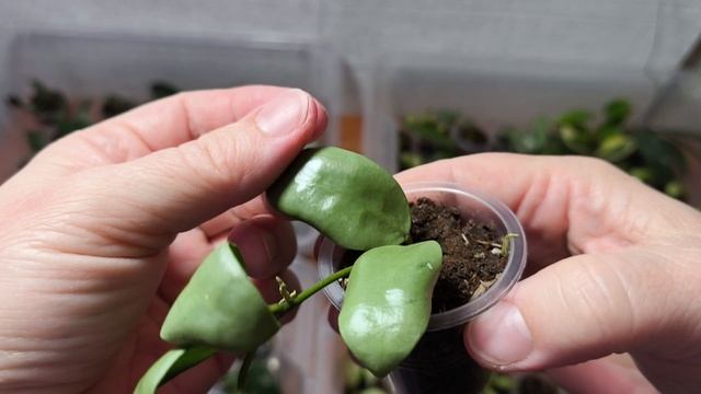 Часть 2. Излишки хой.