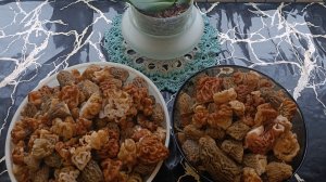 Сбор грибов весной в апреле