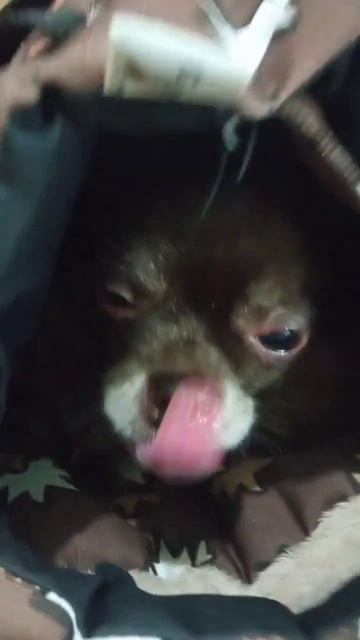 Чихуа 7 и 135лет Делаю невозможное.