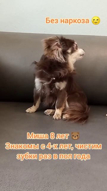 Миша 8 лет , Знакомы с 4-х лет, чистим зубки раз в пол года регулярно.