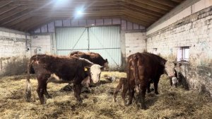 Купили плуг в хозяйство! + 2 теленка у Герефордов! Ежедневные отгрузки кормов!