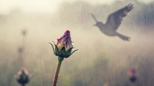 Опилки лунного дождя