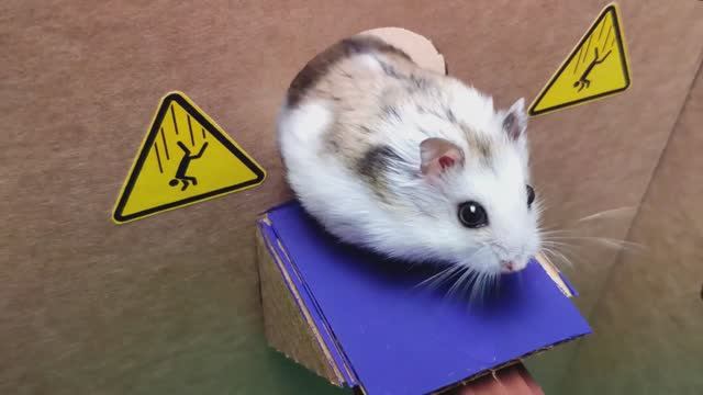 🐹 Хомяк убегает из удивительного лабиринта для домашних животных. 🐹