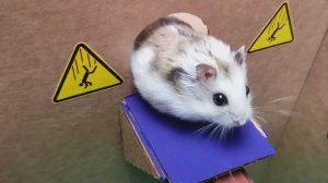 🐹 Хомяк убегает из удивительного лабиринта для домашних животных. 🐹