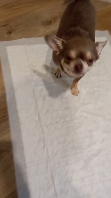 Йорк Найки 12 лет(знакомы 7 лет), чихуахуа Бруно 5лет(знакомы 3 года), чихуахуа Микки 2,5 лет