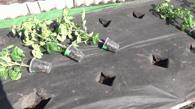 Высадила первых Томатных Гномов на улицу 12 апреля 2025. Какие сорта выбрала для первой посадки