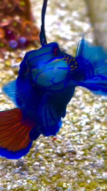 МАНДАРИНКА -ПОПУЛЯРНАЯ АКВАРИУМНАЯ РЫБКА.