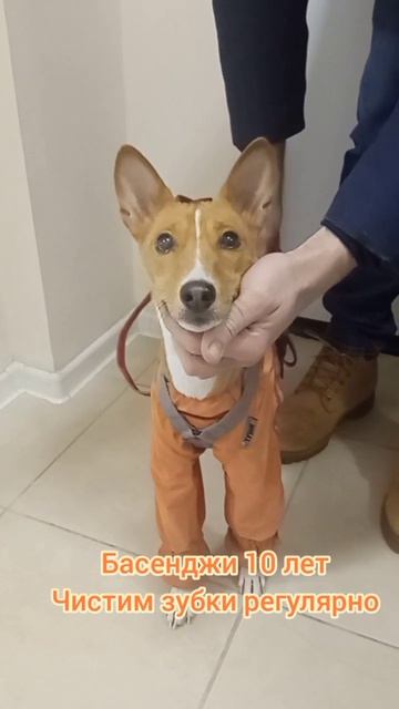 Басенджи 10 лет Чистка зубов у собак