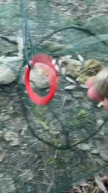 Какая раколовка лучше? 4 или 8 входов?