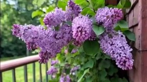 ДОБРОЕ УТРО! ПУСТЬ ЖИ3НЬ БУДЕТ КАК ПРА3ДНИК! МУ3ЫКАЛЬНОЕ ПОЖЕЛАНИЕ