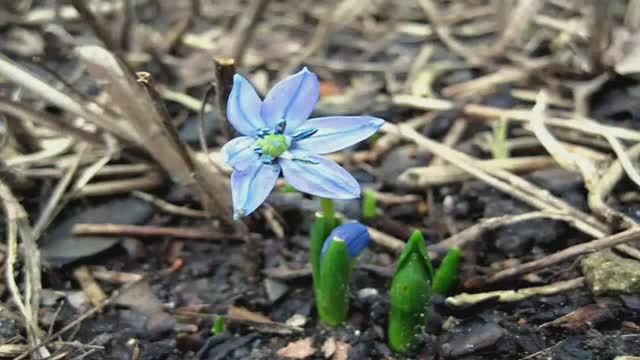 Первоцветы в Санкт - Петербурге