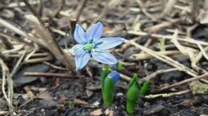 Первоцветы в Санкт - Петербурге