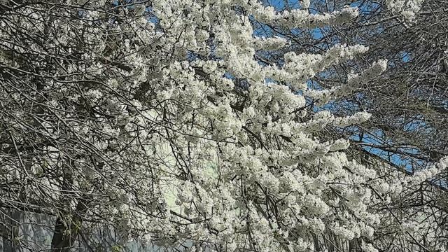 мечты сбываются