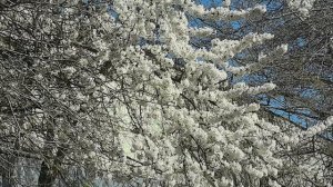 мечты сбываются