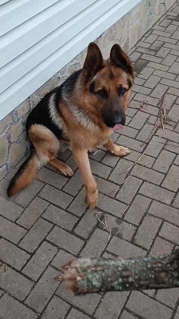 нужна палка?