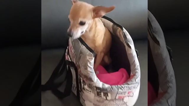 Чистка зубов собаке в 16 лет Той-терьер Джули