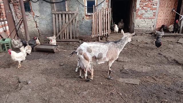 Детки - конфетки