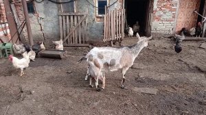 Детки - конфетки