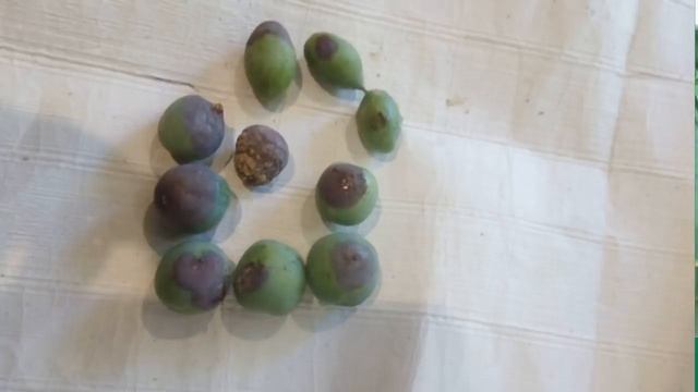 СКОРАЯ ПОМОЩЬ для плодового сада