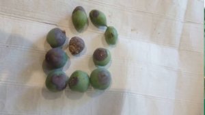 СКОРАЯ ПОМОЩЬ для плодового сада
