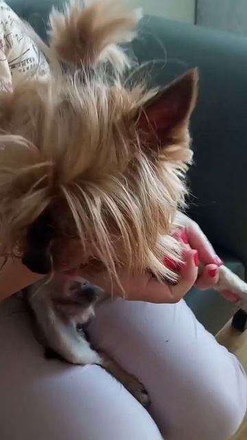 Зверю 15 лет, очень активный Тамерлан йорк, чистка зубов собаке без наркоза