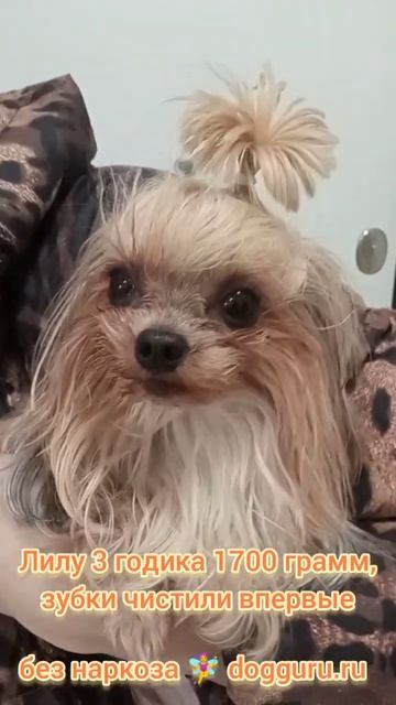 Йорк Лилу 1700 грамм 3 годика, чистим зубки впервые