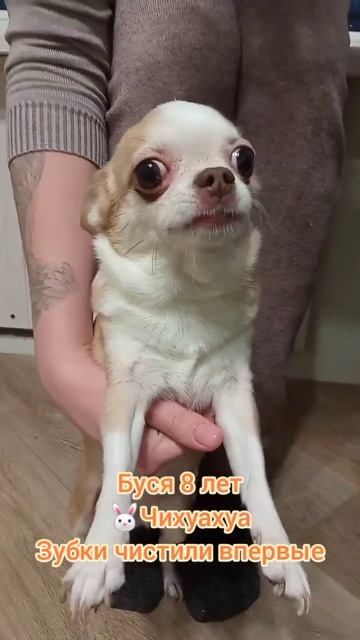 Чихуахуа Буся 8 лет 3,5кг зубки чистили впервые