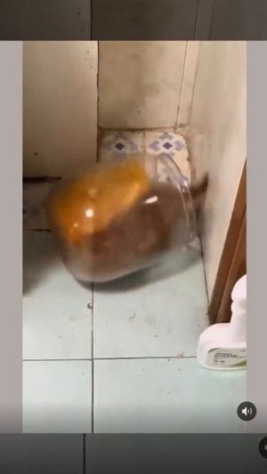 Котейкин навёл суеты