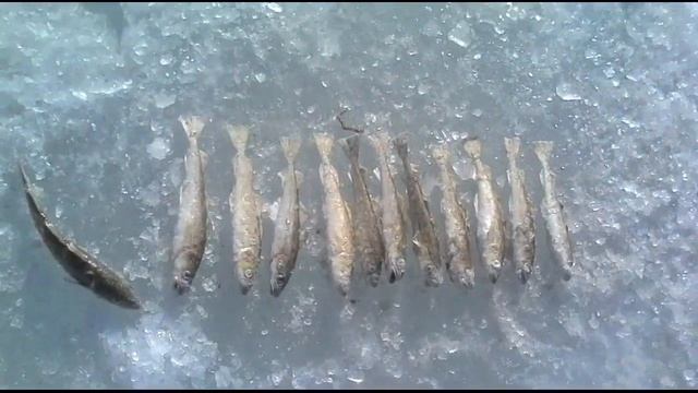 Зимняя рыбалка, Счастье рыбака, Амурский залив 2018 последний лёд.