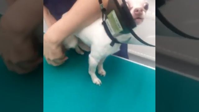 Как мы стригли  ВОТ такие коготки