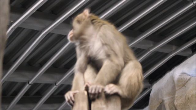 Японские макаки 14.04.2026