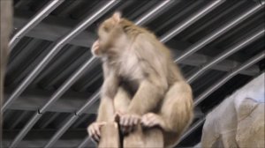 Японские макаки 14.04.2026
