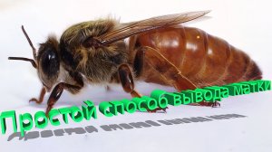 Самый простой метод вывода маток от Кашковского (без лишних телодвижений) 👑