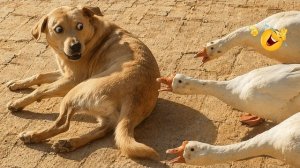 Самые смешные собаки 2026 года. Попробуй не рассмеяться