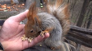 Толстая и Белка с Глазиком. Зарисовка