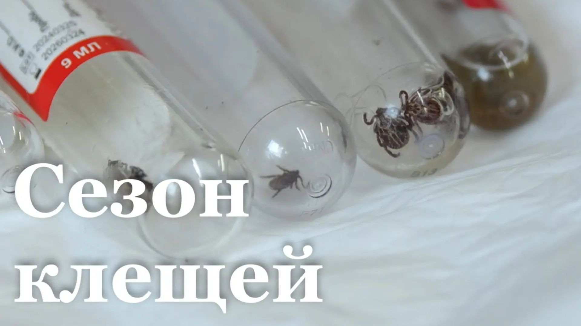 В ЛНР начался сезон клещей