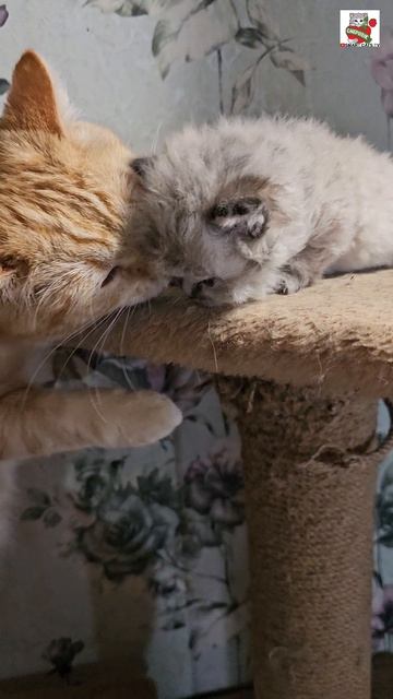 Привет малыш 🌞😻❤️😘🐈 #котёнок