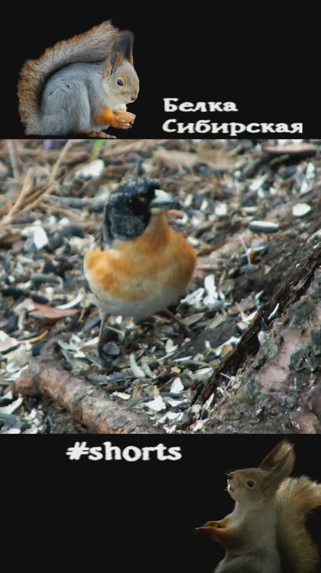 Вьюрок под кормушкой