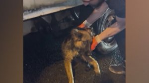 Собаку спасли на МКАД усилиями неравнодушных людей. Репортаж Гузель Камаевой