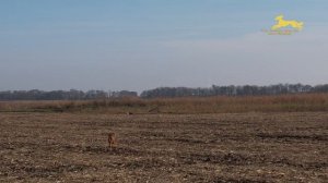 Борзые Тазы. Поимка. Видео с КВАДРОКОПТЕРА