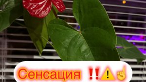 ЭТА ЖЕНЩИНА ЛЕНТЯЙКА И ГУЛЁНА💯😱⁉️‼️⚠️/жищнь здесь и сейчас ✅❤️❤️❤️