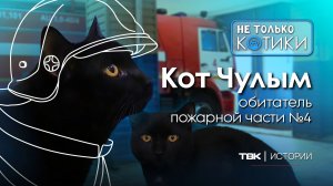 Кот Чулым из пожарной части №4 / «Не только котики»