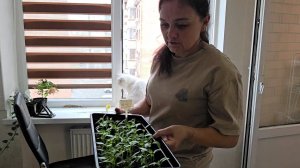 335 ЖИТЬ ПО СОВЕСТИ. ЗАКАЗАЛА  ПЛАТЬЕ, СКОРО ВЫПУСКНОЙ. СНЕГ НА КУБАНИ В АПРЕЛЕ.