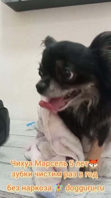 Чихуа Марсель 5 лет, чистим зубки раз в год